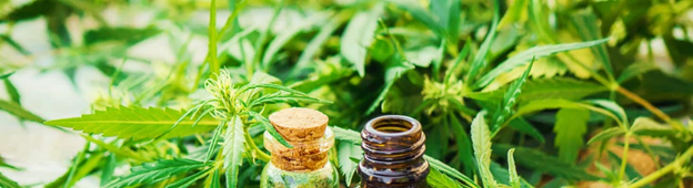 The Importance of Purchasing CBD Oil in Wholesale